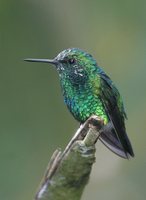 Blue-tailed Emerald - Chlorostilbon mellisugus