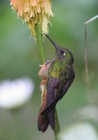 Chestnut-breasted Coronet - Boissonneaua matthewsii