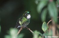 Tourmaline Sunangel - Heliangelus exortis