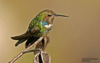 Hyacinth Visorbearer - Augastes scutatus