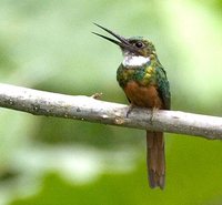 Rufous-tailed Jacamar - Galbula ruficauda