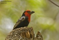 Black-billed Barbet - Lybius guifsobalito
