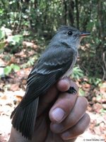 Western Wood-Pewee - Contopus sordidulus