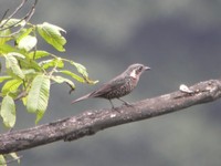 Chestnut-bellied Rock-Thrush - Monticola rufiventris