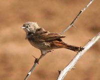 Asian Desert Warbler - Sylvia nana