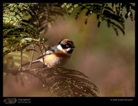 Black-throated Tit - Aegithalos concinnus