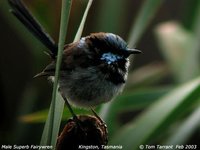 Superb Fairywren - Malurus cyaneus