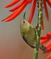 Fork-tailed Sunbird - Aethopyga christinae