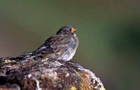 Black Rosy-Finch - Leucosticte atrata