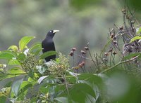 Scarlet-rumped Cacique - Cacicus uropygialis