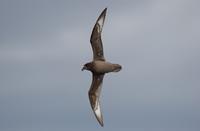 Providence Petrel, Pterodroma solandri