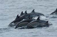 Common Dolphin (Delphinus delphis)