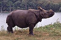 Female Indian rhino