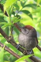 Silvery-throated Spinetail