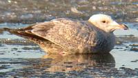 hybrid Gull. Photo by Greg Gillson