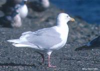 Glaucous Gull adult at Modesto STP © Eric Caine