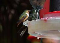 Smaller than small, Scintillant Hummingbird and Gray-tailed Mountain-gem  