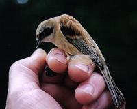Penduline Tit Flickr