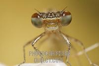 Azure Damselfly , Coenagrion puella , head , young imago stock photo