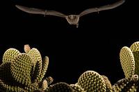 Lesser Long-nosed Bat ( Leptonycteris curasoae ) Endangered species Flying over Bunny Ear Cactus...