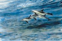 Pantropical Spotted Dolphins