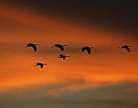 ...n and China. Cranes are often a theme (these are Hooded Cranes flying into roost) (Pete Morris)