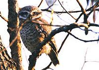 Spotted Owlet