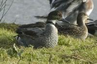 Falcated Duck Topsham, Devon