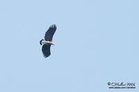 Gray-headed Fish-Eagle Ichthyophaga ichthyaetus Near-threatened