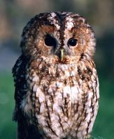 Tawny Owl