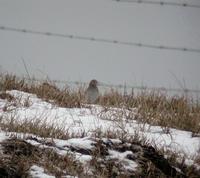 Lesser Short-toed Lark (Calandrella rufescens)