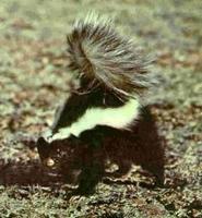 Patagonischer Skunk [Conepatus humboltii]