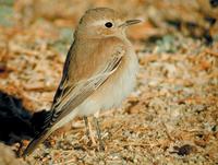 Isabelline Wheatear (Oenanthe isabellina)