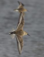 Dunlin (Calidris alpina)