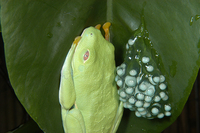 : Agalychnis callidryas; Redeyed Treefrog