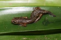 : Bolitoglossa synoria