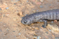 : Bolitoglossa dofleini; Giant Palm Salamander