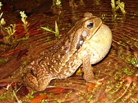 : Bufo schneideri