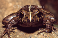 : Craugastor rupinius