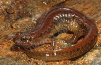 : Desmognathus fuscus; Northern Dusky Salamander