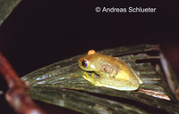 : Hypsiboas cinerascens