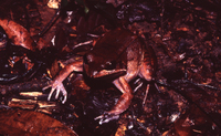 : Leptodactylus rhodomystax
