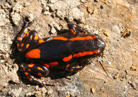 : Phrynomantis bifasciatus; Fire Walking Frog Or Red-banded Rubber Frog