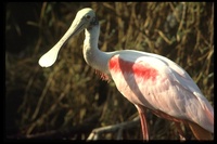 : Ajaia ajaja; Roseate Spoonbill