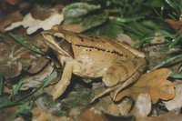 : Rana dalmatina; Agile Frog