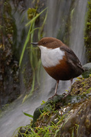 : Cinclus cinclus; Dipper