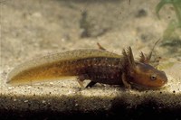 : Tylototriton verrucosus; Yunnan Newt