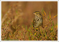 : Passerculus sandwichensis beldingi; Beldings Savannah Sparrow