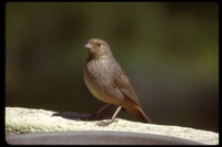 : Pipilo crissalis; California Towhee