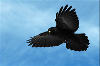 : Pyrrhocorax graculus; Alpine Chough